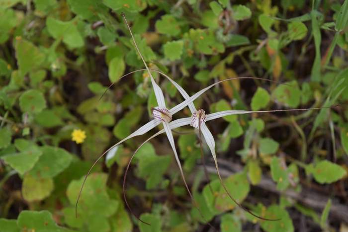 Caladenia - Orchid-spider-Caron-Sep-2018p0001.JPG